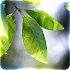 Fresh Leaves1.9.5 (Paid)