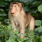 Long Tailed Macaque