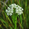 Whorled Milkweed