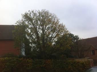 Removing ivy, tree work, hedge cutting. album cover