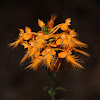 Orange-Fringed Orchid