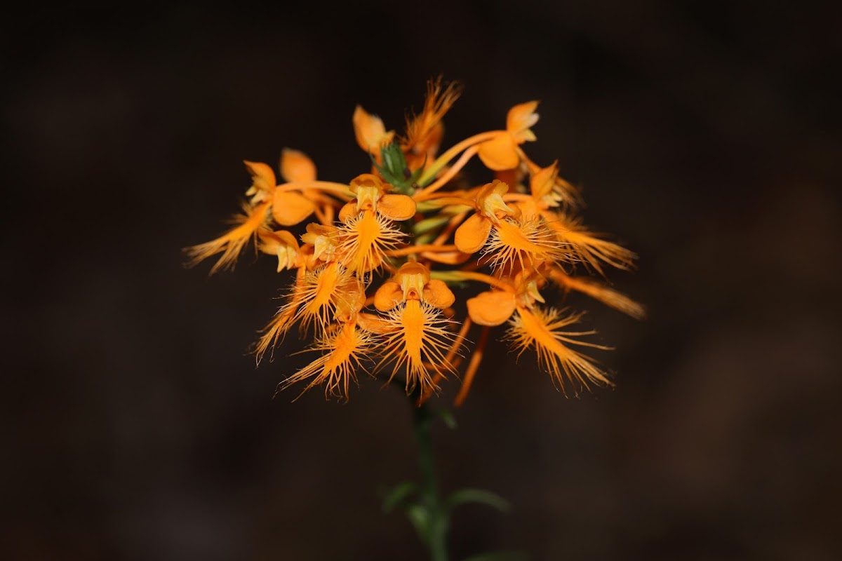 Orange-Fringed Orchid