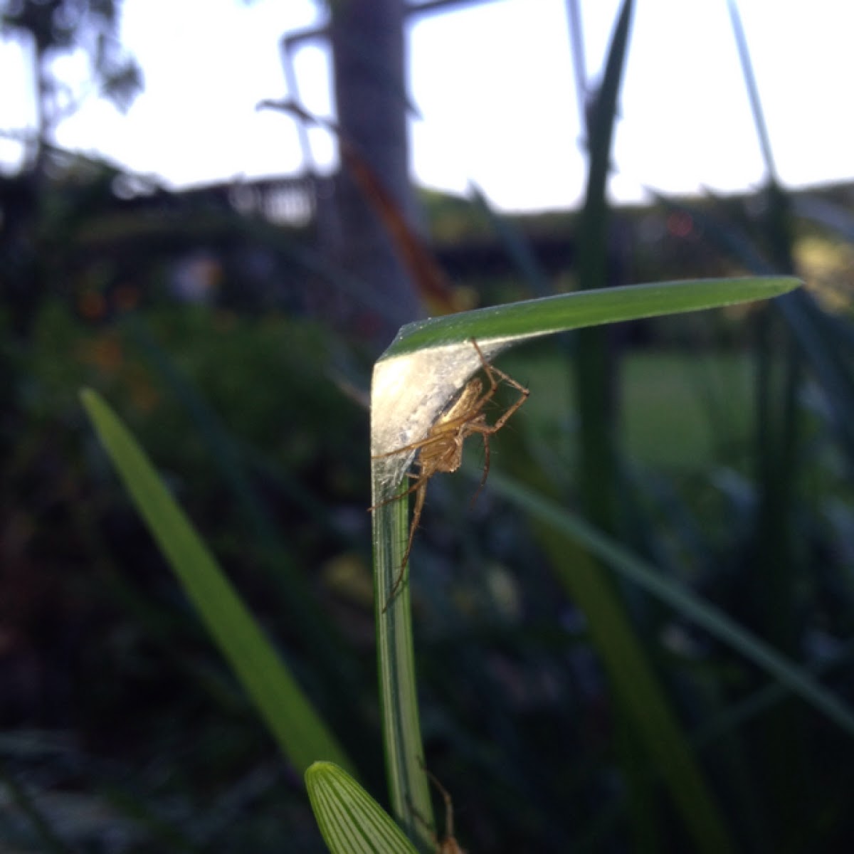 Lynx spider with 'eggpouch'