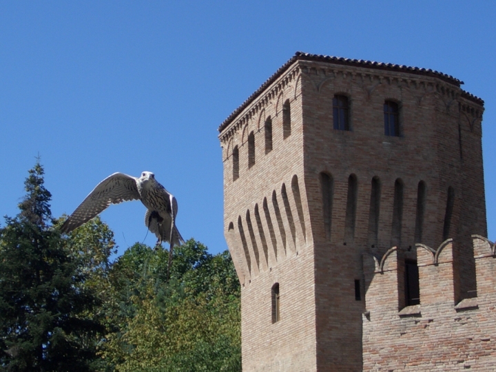 Volo medievale di bucefalo