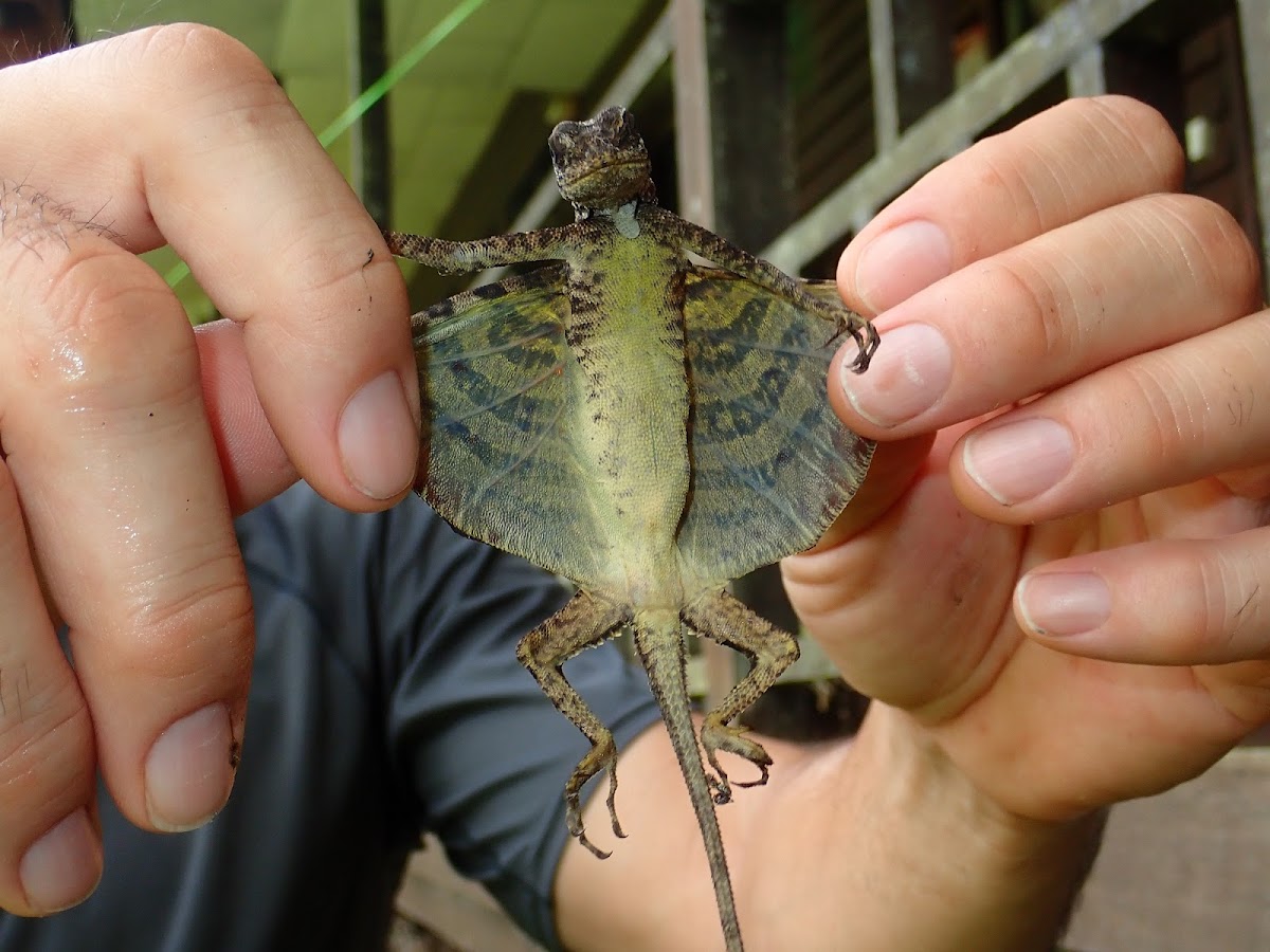 Flying Lizard