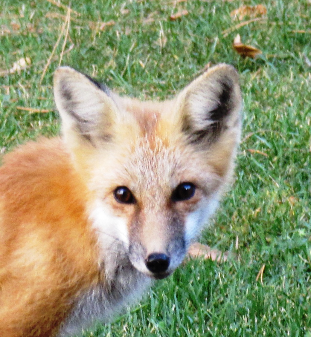 Red Fox