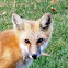 Red Fox