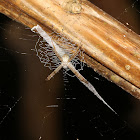 Signature Spider Stabilimentum