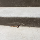 Dekaye’s Brown Snake