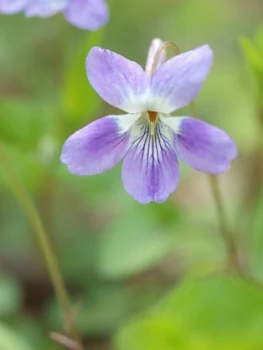 すみれの花咲く頃#1