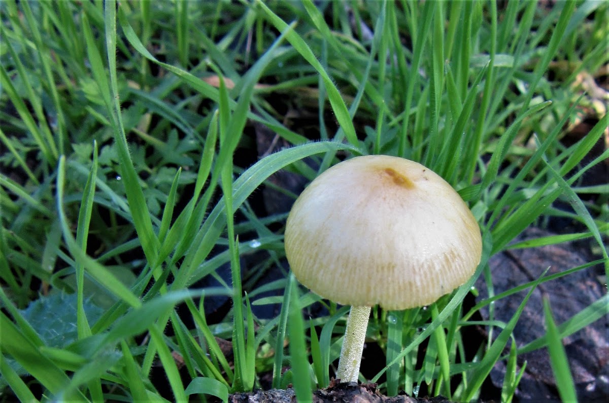 Yellow fieldcap