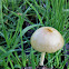 Yellow fieldcap