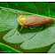 Cicadellidae 葉蟬