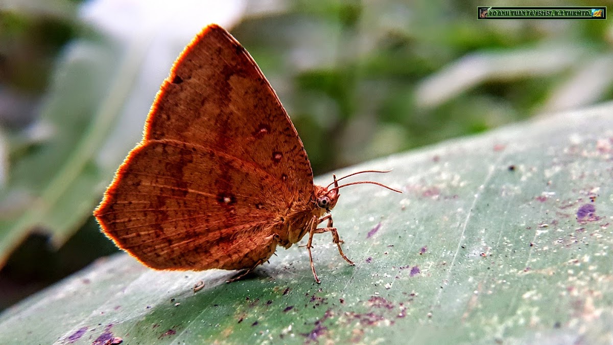 Common Butterfly Moth