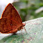 Common Butterfly Moth