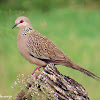 Spotted dove