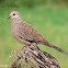 Spotted dove