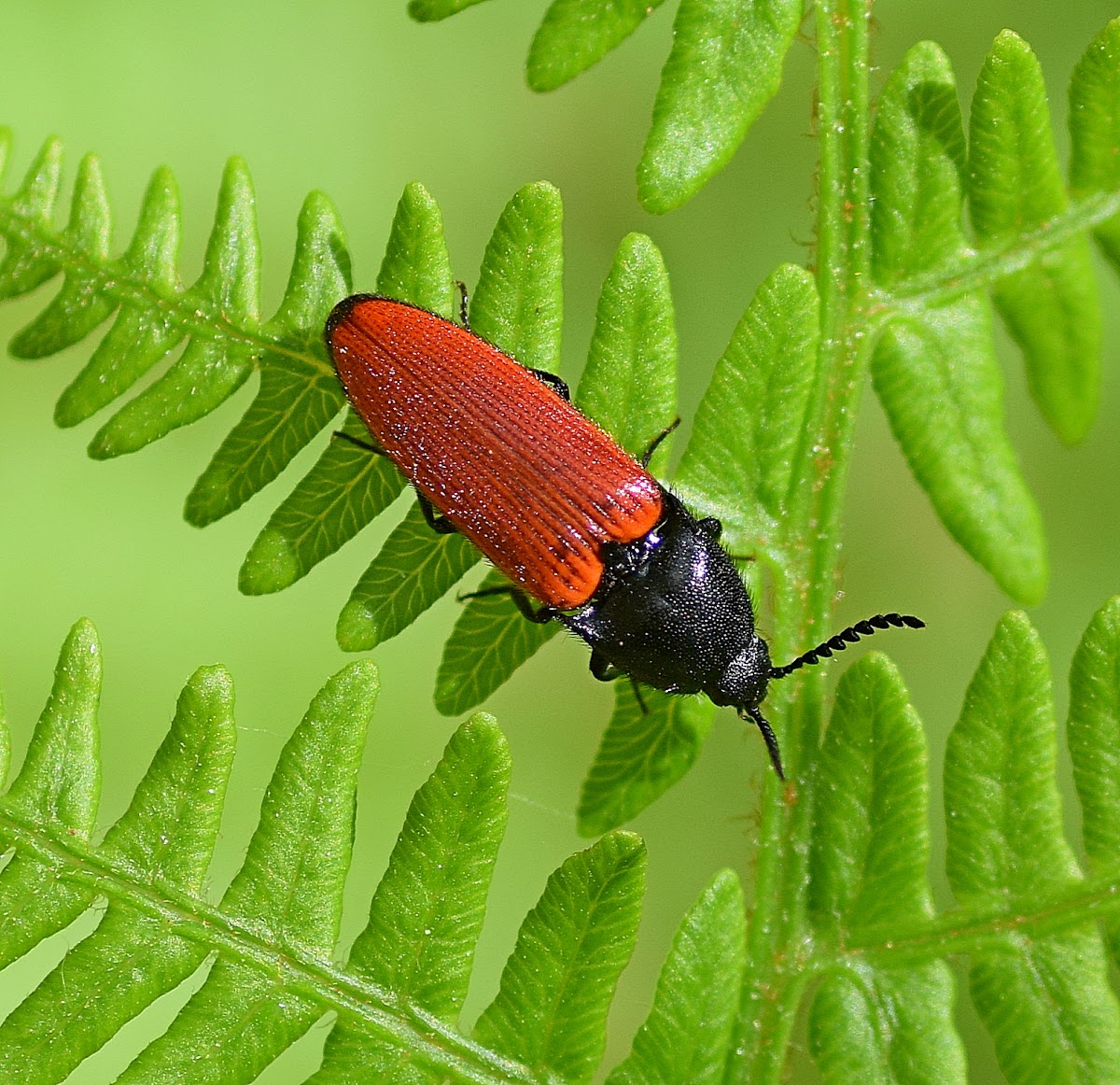 Click Beetle