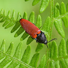 Click Beetle