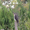 Cooper's hawk