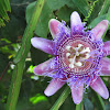 Giant Granadilla