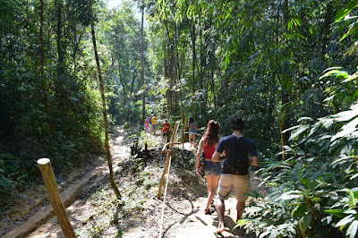 Trek through the lush green rain forest