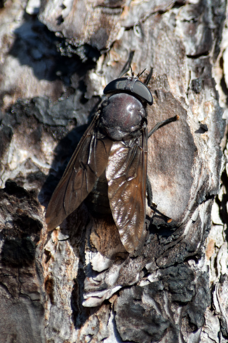 Black Horse Fly