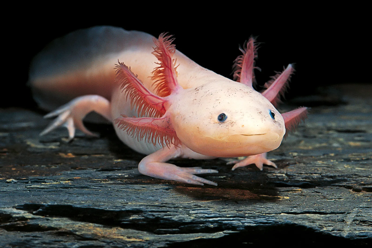 Can Axolotls Eat Mealworms