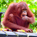 Orangutan