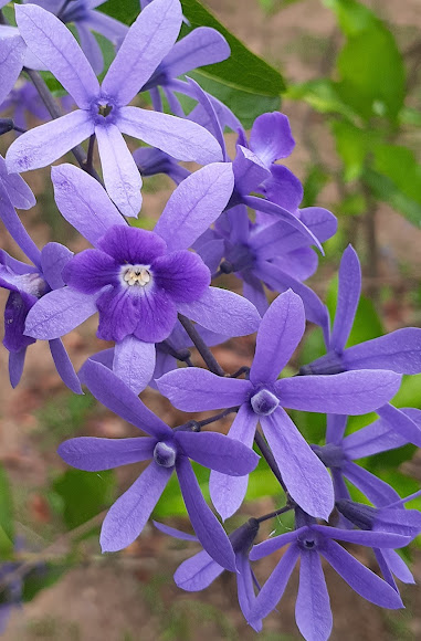 Flor de São Miguel | Project Noah