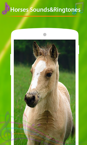 Horses Sounds and Ringtones