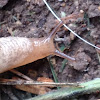 Grey Field Slug