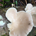 oyster mushroom