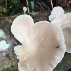 oyster mushroom