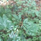 Jorō spider