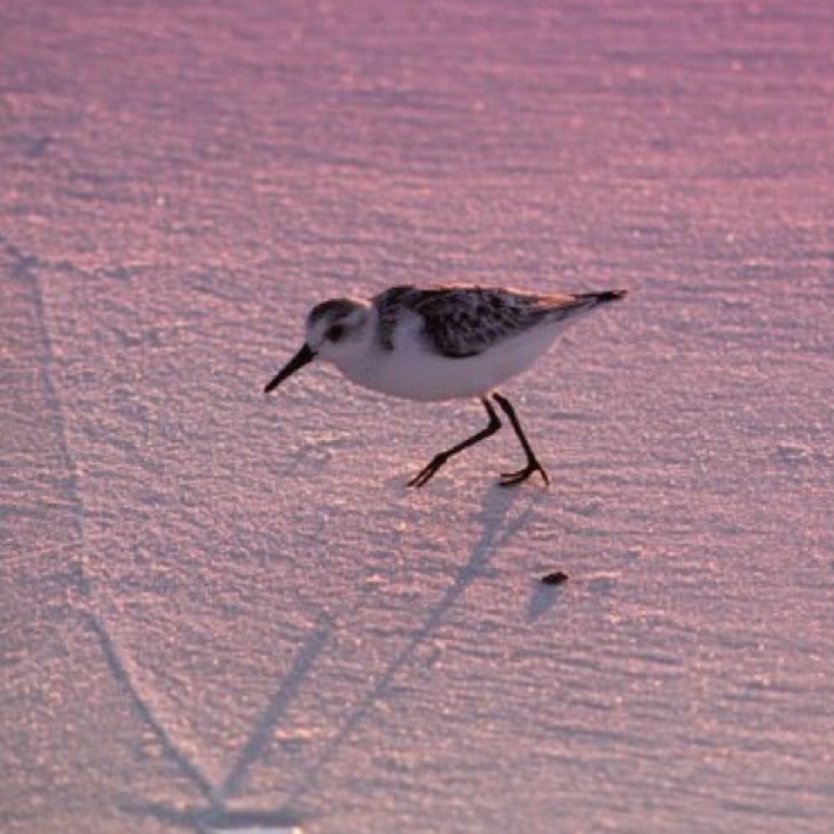 Sanderling