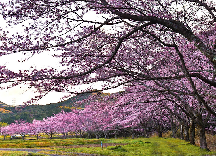 ハリアーのサクラと愛車・桜とコラボ・桜・桜とコラボ🌸・discover_ctに関するカスタム事例の投稿画像3枚目