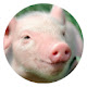 Pigs Popular Animals HD New Tabs Themes