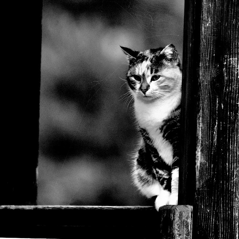 The cat is on the fence di Ltz/rivadestra