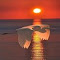 Item logo image for Birds Under Sunset wallpaper