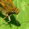 Large skipper