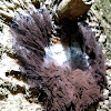 Chocolate Brown Slime Mold