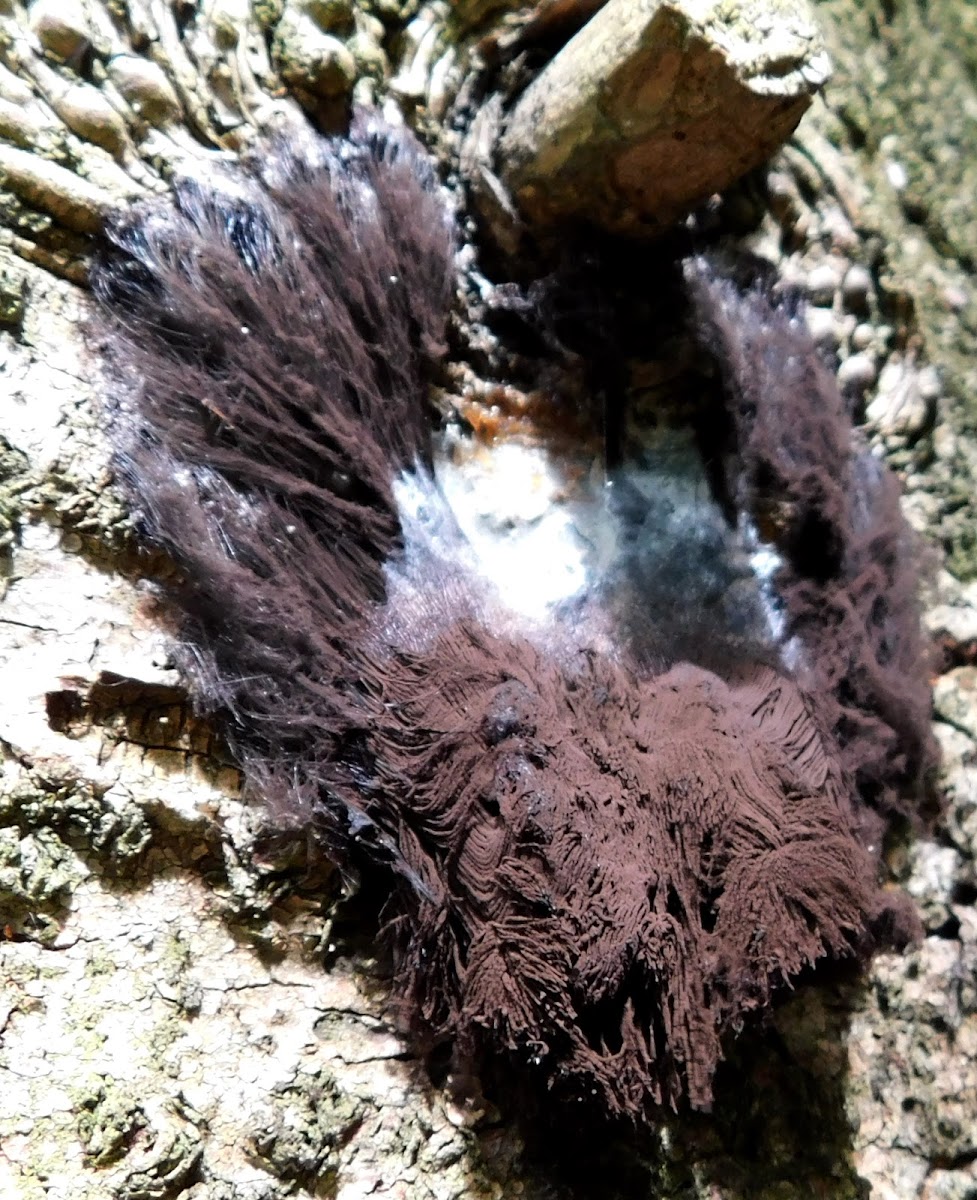 Chocolate Brown Slime Mold