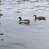 Mallard / Drakes