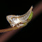 Bird dropping treehopper nymph