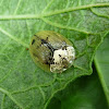 Olive Tortoise Beetle