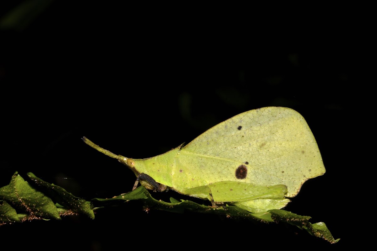 Forest Leaf Grasshopper