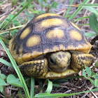 Gopher Tortoise