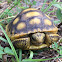 Gopher Tortoise