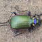 Fiery searcher beetle